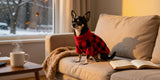 Chihuahua in sweater resting on sofa, cozy indoor lighting