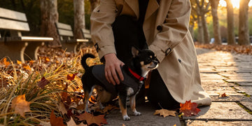 dog fashion colors accessories styling outdoor cinematic scene