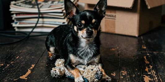 close up of chihuahua dog playing with squeaky toy showing prey drive