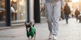 Stylish Chihuahua wearing green cotton dog hoodie on urban morning walk with owner