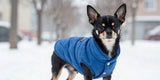 Small black and silver chihuahua dog wearing fleece jacket in winter street