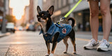 Trendy chihuahua wearing street style denim vest cute dog apparel in city