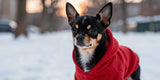 Black and tan Chihuahua wearing red fleece hoodie winter clothes for small dogs.
