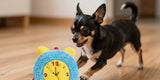 Excited small dog chasing a bouncing alarm clock dog toy on wooden floor