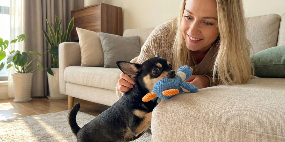 Chihuahua playing with blue goose toy, man watching, interactive pet play, home environment