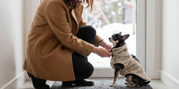 Owner adjusting fleece dog coats on Chihuahua by doorway, winter warmth, dog clothing