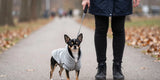 Outdoor morning scene with a Chihuahua wearing dog hoodies, owner nearby