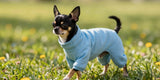 Black and tan Chihuahua wearing cotton dog clothes for allergies walking in tall grass