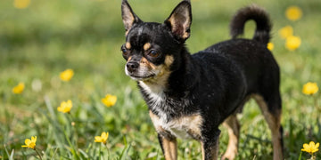 Chihuahua scratching itchy skin in spring grass with pollen allergies