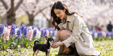 Elegant woman playing with black silver Chihuahua in blooming park featuring spring dog clothes trends