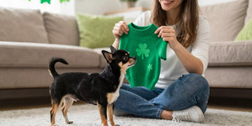 Happy woman showing St Patricks day dog outfits to her small black silver chihuahua.