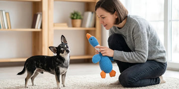 Owner training her chihuahua with a squeaky plush dog toy at home.
