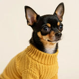 small dog sweaters and hoodies