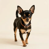 dog walking accessories