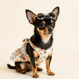dog's summer collection of T-shirts and dresses