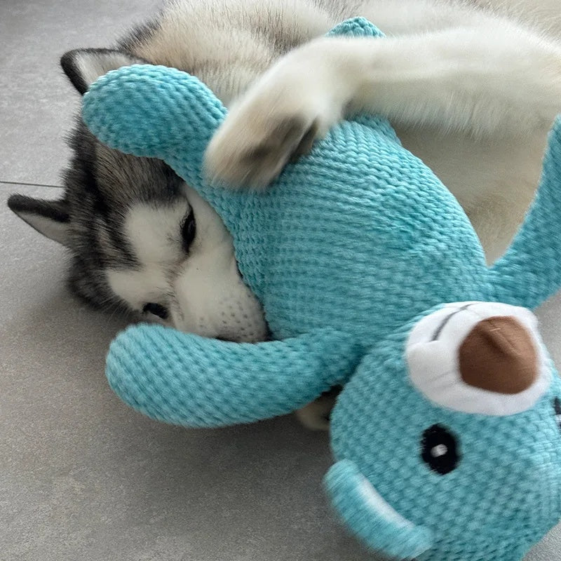 Close-up of a happy Husky dog cuddling and playing with a soft blue squeaky bear plush toy.