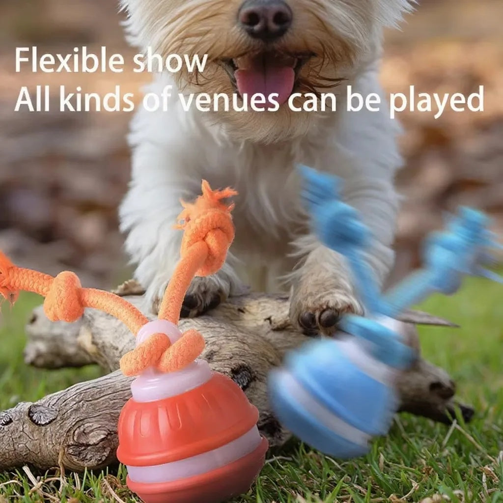 Fluffy small dog playing outdoors with the bouncing orange and blue smart rolling balls on a tree log.