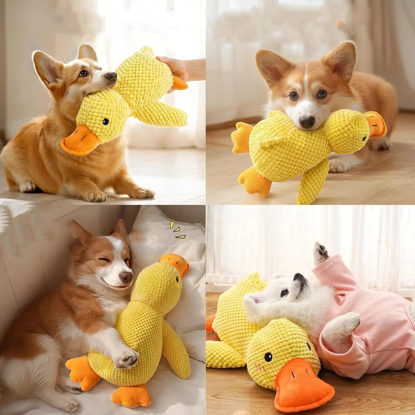 Happy corgis and small dogs biting and cuddling their durable yellow duck plush toy for teeth grinding relief.