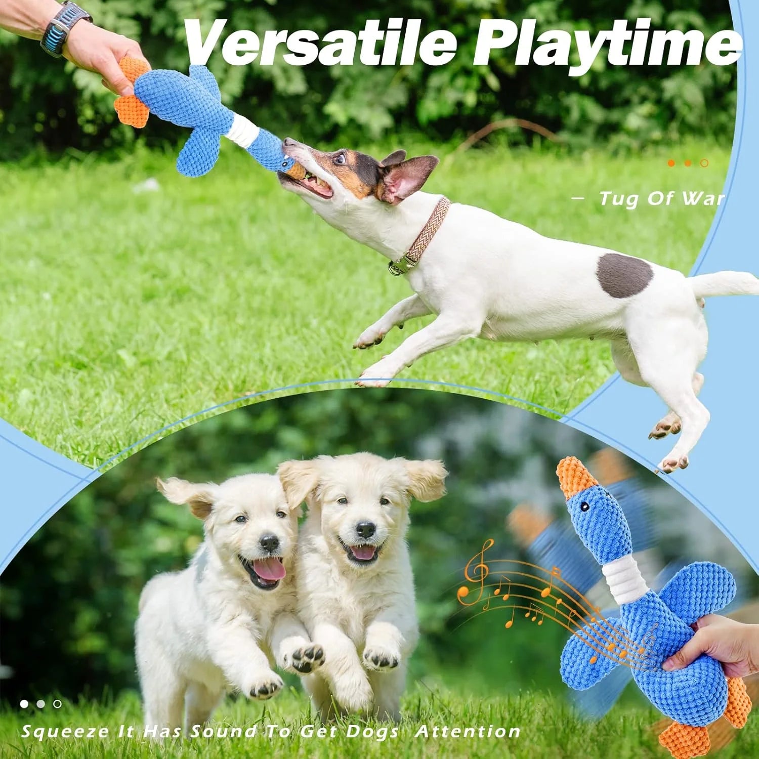 Outdoor tug of war game with Jack Russell and blue goose toy. Golden Retriever puppies running towards the squeaky sound to increase gametime and exercise.