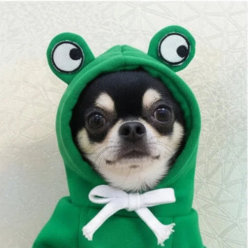Chihuahua wearing a green frog fleece dog hoodie with 3D eyes on the hood, looking directly at the camera.