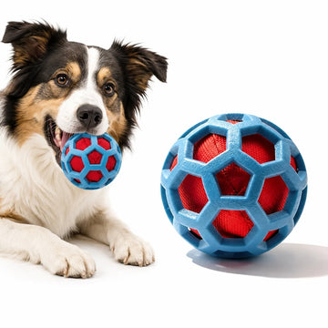 Happy Border Collie lying down holding the blue and red hollow crinkle dog ball toy in its mouth.