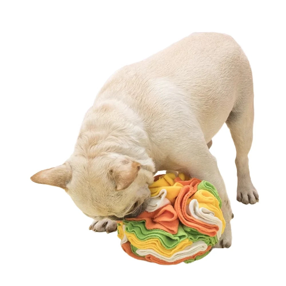White French Bulldog happily sniffing and playing with a colorful fleece snuffle ball toy
