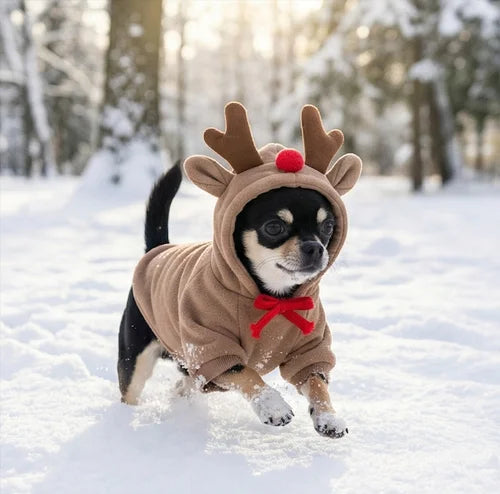 Active black Chihuahua running in the snow wearing a warm Gigletto Reindeer Fleece Hoodie and winter dog coat.